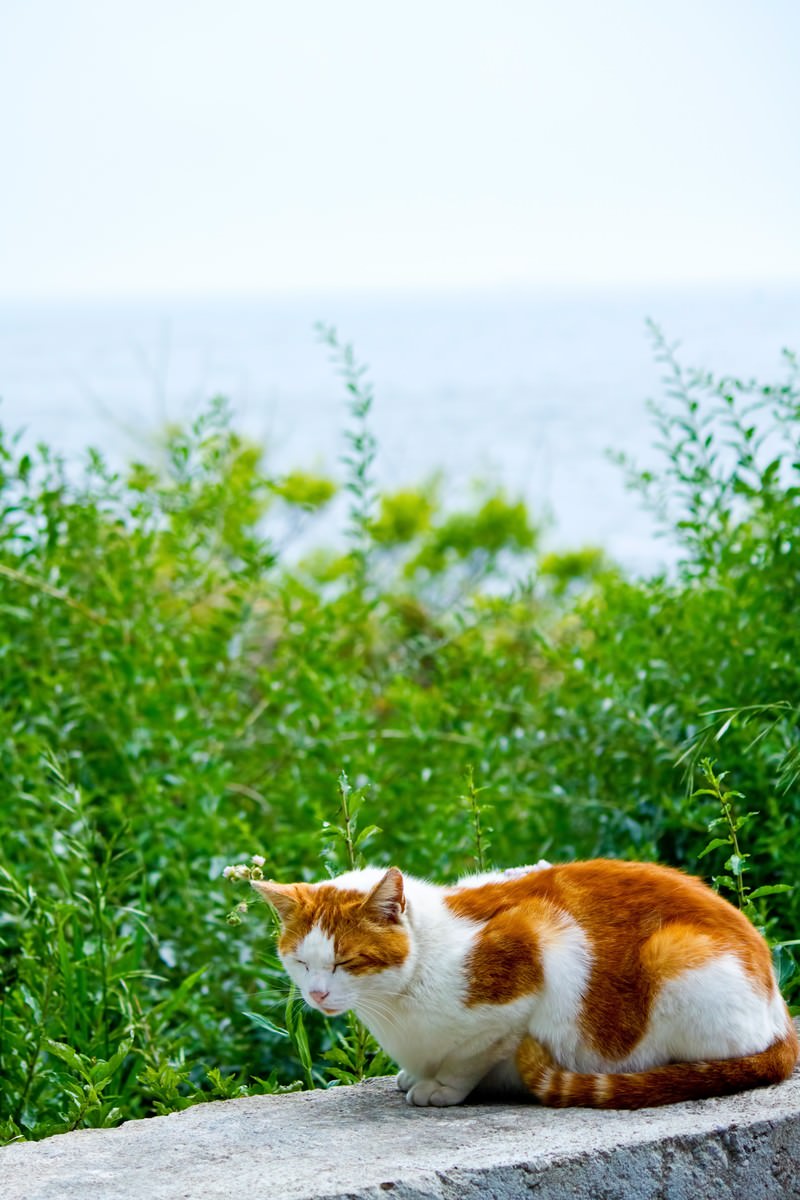 コンクリートの台で目を閉じて日向ぼっこする猫