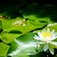 緑の葉に囲まれた水面に咲く白いスイレンの花の写真