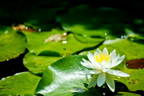 緑の葉に囲まれた水面に咲く白いスイレンの花