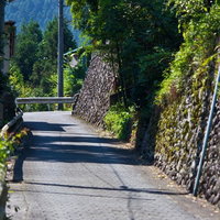 苔の石壁とガードレールがある大きな木のある田舎の坂道の写真