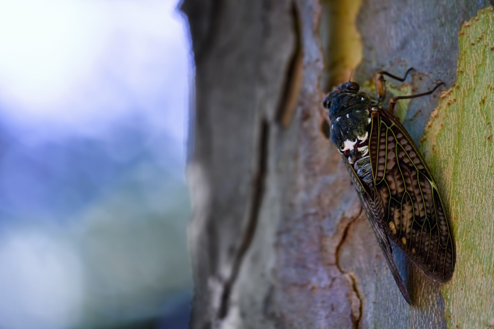 木の幹にとまるアブラゼミ