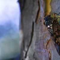 木の幹にしっかり掴まるアブラゼミの接写の写真