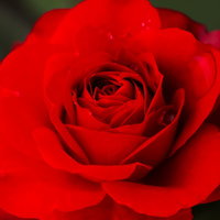 花びらが幾重にも重なる一輪の紅い薔薇の写真