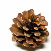 置いた鱗片が開いた茶色い松ぼっくりの写真