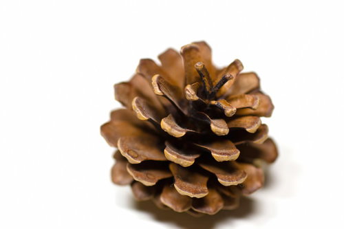 置いた鱗片が開いた茶色い松ぼっくり