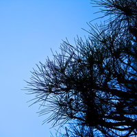 夕暮れの青空を背に伸びる松の枝と針葉の写真