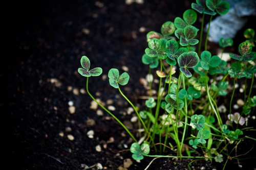 暗い土の地面に三つ葉と四つ葉が混在するクローバー