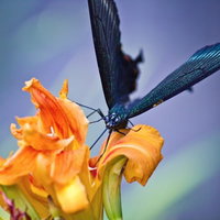ユリの花に止まる黒揚羽蝶の写真