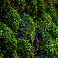 青緑色の光沢がある苔に覆われた湧水の藻の写真