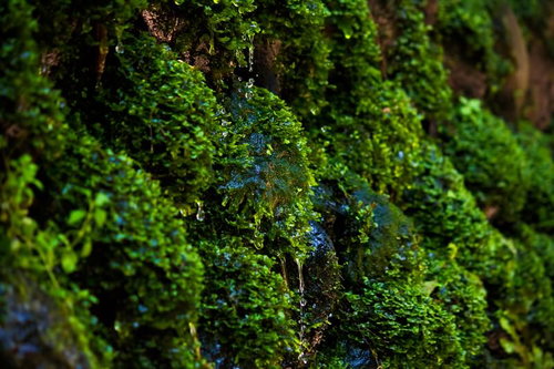 青緑色の光沢がある苔に覆われた湧水の藻