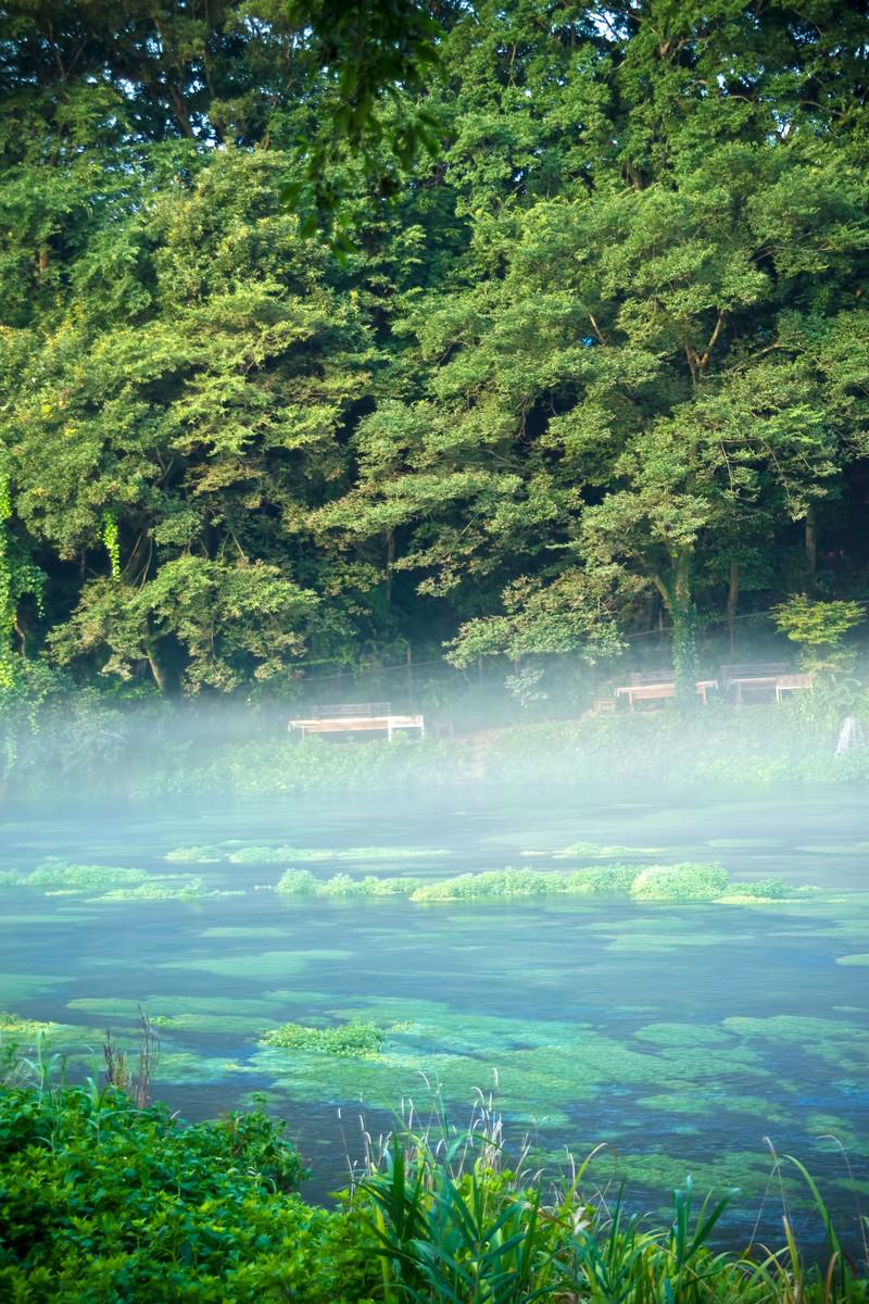 霧立ち上る柿田川の朝靄