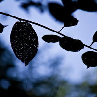 逆光に透ける水滴が付いた虫食い跡のある木の葉の写真