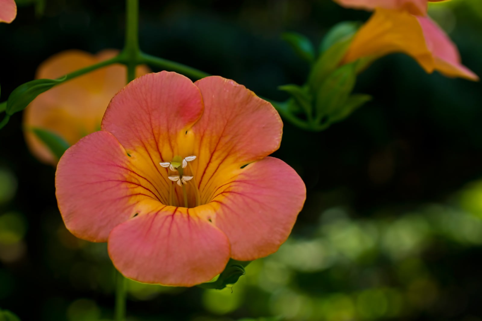 正面向きのノウゼンカズラの花