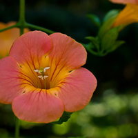 緑の背景にぼける正面向きのノウゼンカズラの花の写真