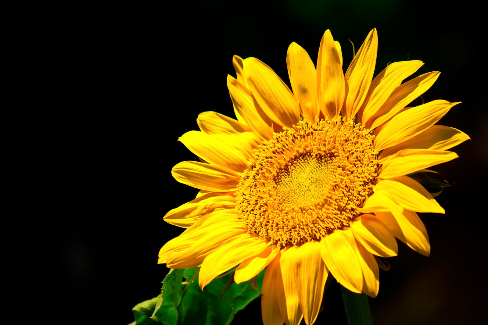 黒い背景に浮かび上がるヒマワリ