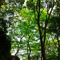木漏れ日が差す森林の石階段と鳥居の参道の写真