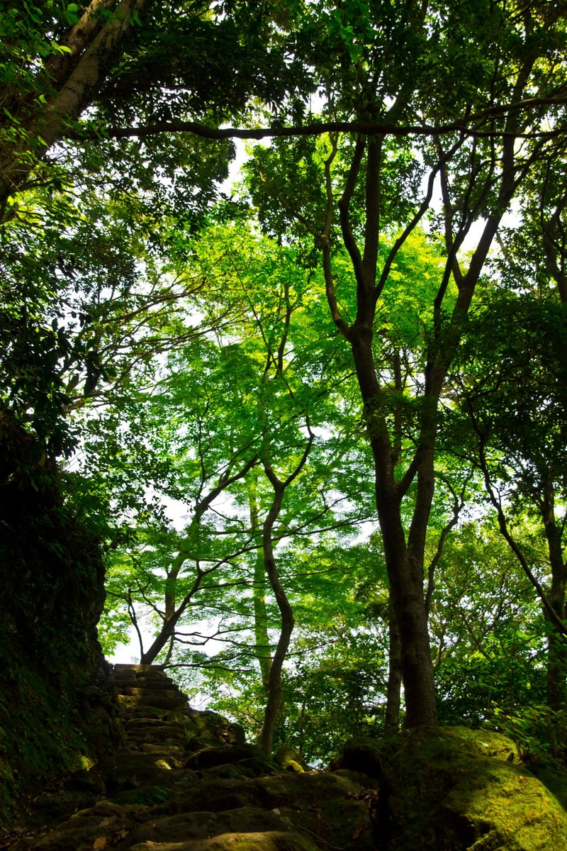 木漏れ日が差す森林の石階段と鳥居の参道