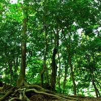 日差しが差し込む森の木の幹と地面の根の写真