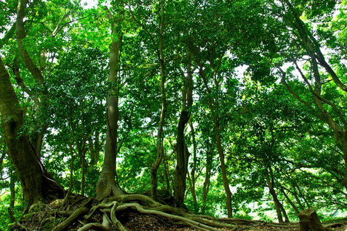 日差しが差し込む森の木の幹と地面の根