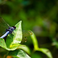 緑の葉に止まる青い体のシオカラトンボの写真