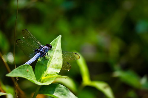 緑の葉に止まる青い体のシオカラトンボ