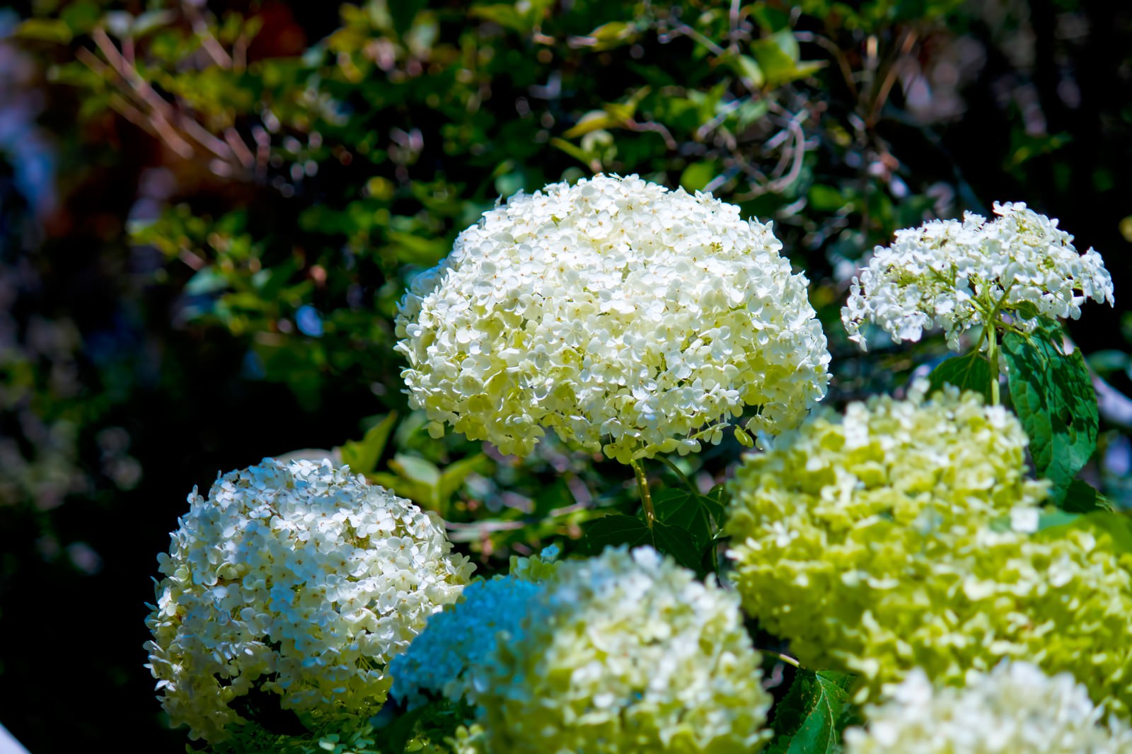 ボール状に咲く白い紫陽花