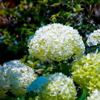 緑の葉の中にボール状に咲く白い丸い紫陽花の写真