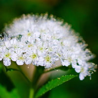 緑のぼけた背景に咲く糸状の雄しべが飛び出す白い花の写真
