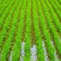 水が張られた田んぼに整然と並ぶ田植えの稲の苗の写真