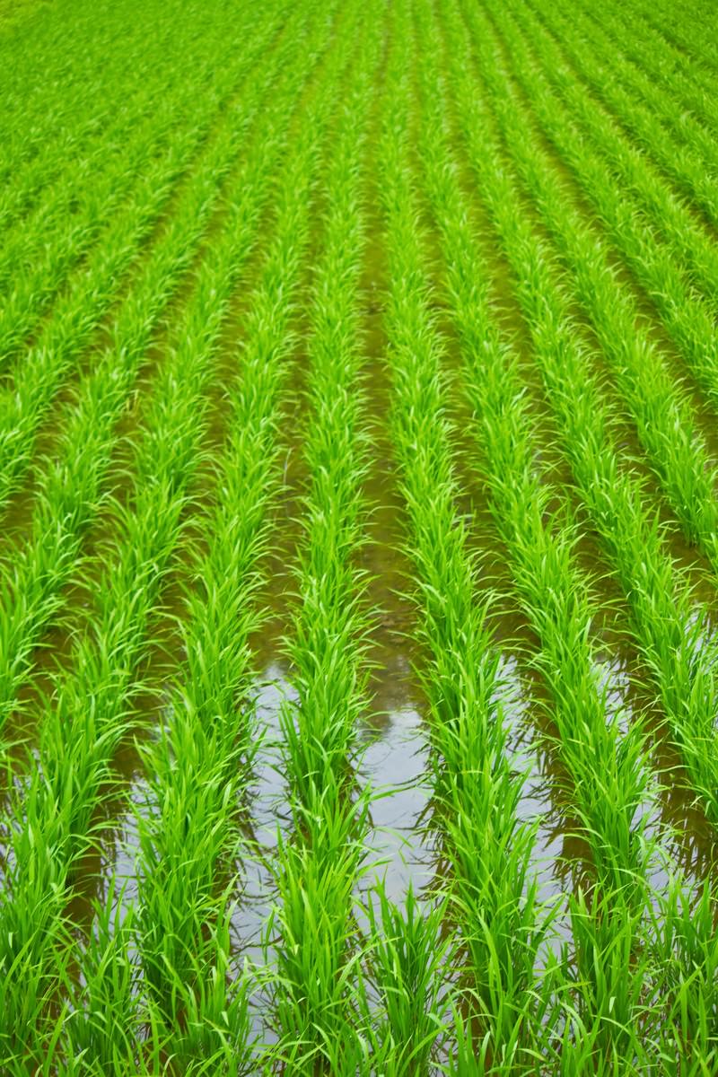 水が張られた田んぼに整然と並ぶ田植えの稲の苗