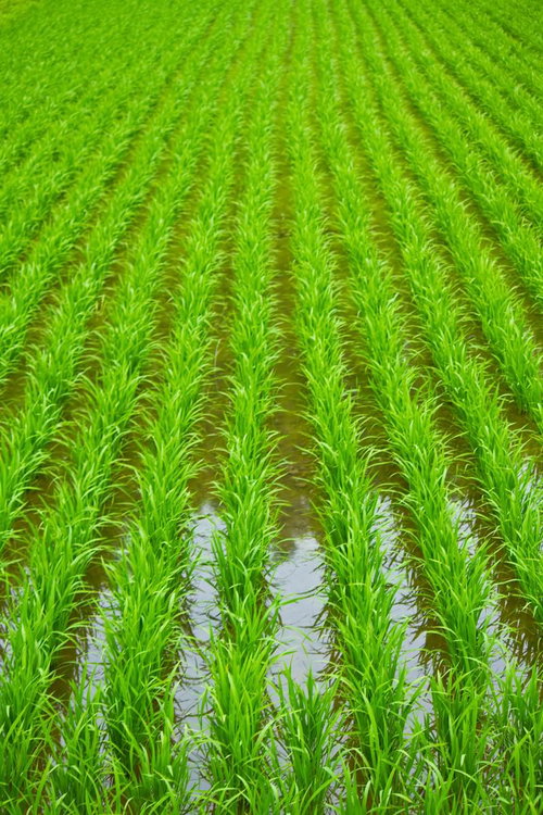 水が張られた田んぼに整然と並ぶ田植えの稲の苗