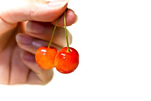 茎を持って見せるつやのあるさくらんぼ