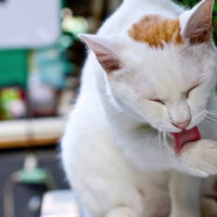目を閉じて赤い首輪を舐める白い猫の写真