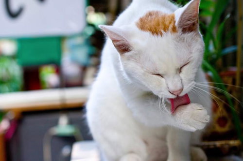 目を閉じて赤い首輪を舐める白い猫