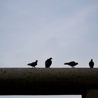 明るい空を背景に鳥居の上に並ぶ5羽の鳩のシルエットの写真