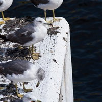 暗い海を背に白い台に並ぶ5羽のウミネコの写真