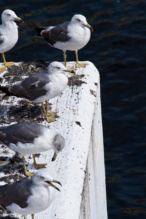 暗い海を背に白い台に並ぶ5羽のウミネコ