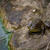 水辺の石の上に座る黄色い線のウシガエルの写真