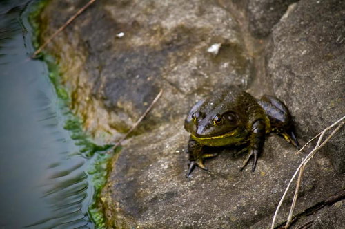 水辺の石の上に座る黄色い線のウシガエル