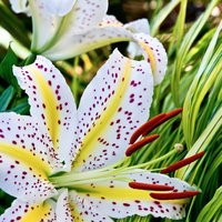 赤茶色の雄しべが突き出た満開の白い山百合の花の写真