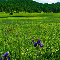 湯の丸高原の池周辺に咲くあやめの写真