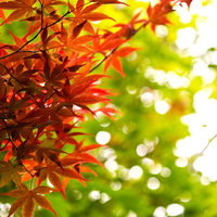 日差しに照らされた赤とオレンジの紅葉の葉の写真
