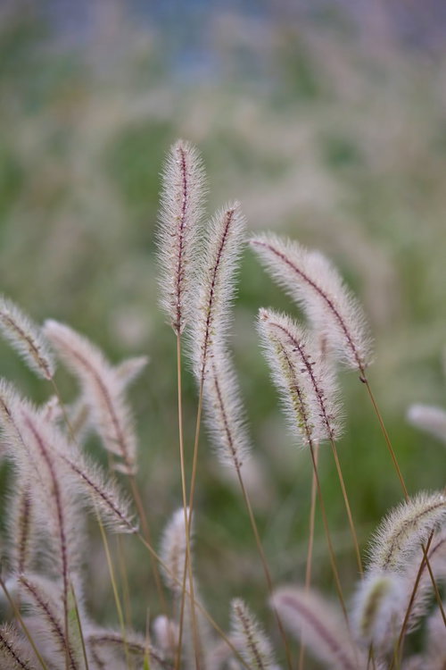秋風にゆれるねこじゃらしの穂