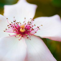 ピンクの雄しべが広がるデインティベス（薔薇）の写真