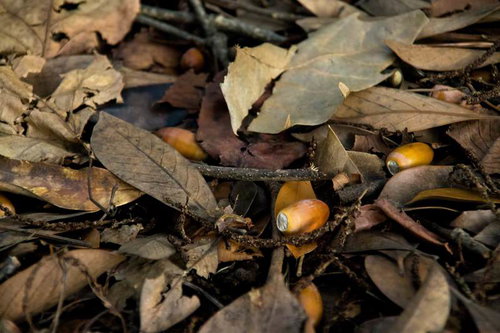 落ち葉に混じるどんぐりの実