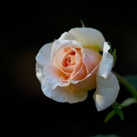 白とピンクのグラデーションが広がるフォローシップ（薔薇）の写真