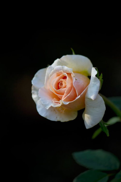 白とピンクのグラデーションが広がるフォローシップ（薔薇）