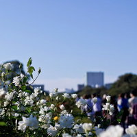 公園に咲く白いバラと青空の写真