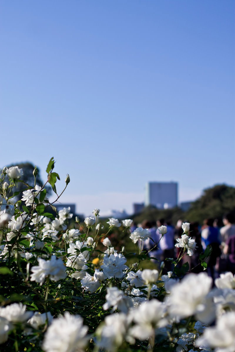 青空の公園に咲く白いバラ