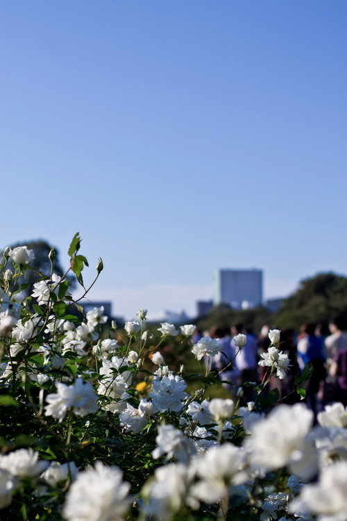 公園に咲く白いバラと青空